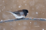 Dark-eyed-Junco;Junco-hyemalis;One;Snow;avifauna;bird;birds;color-image;color-ph